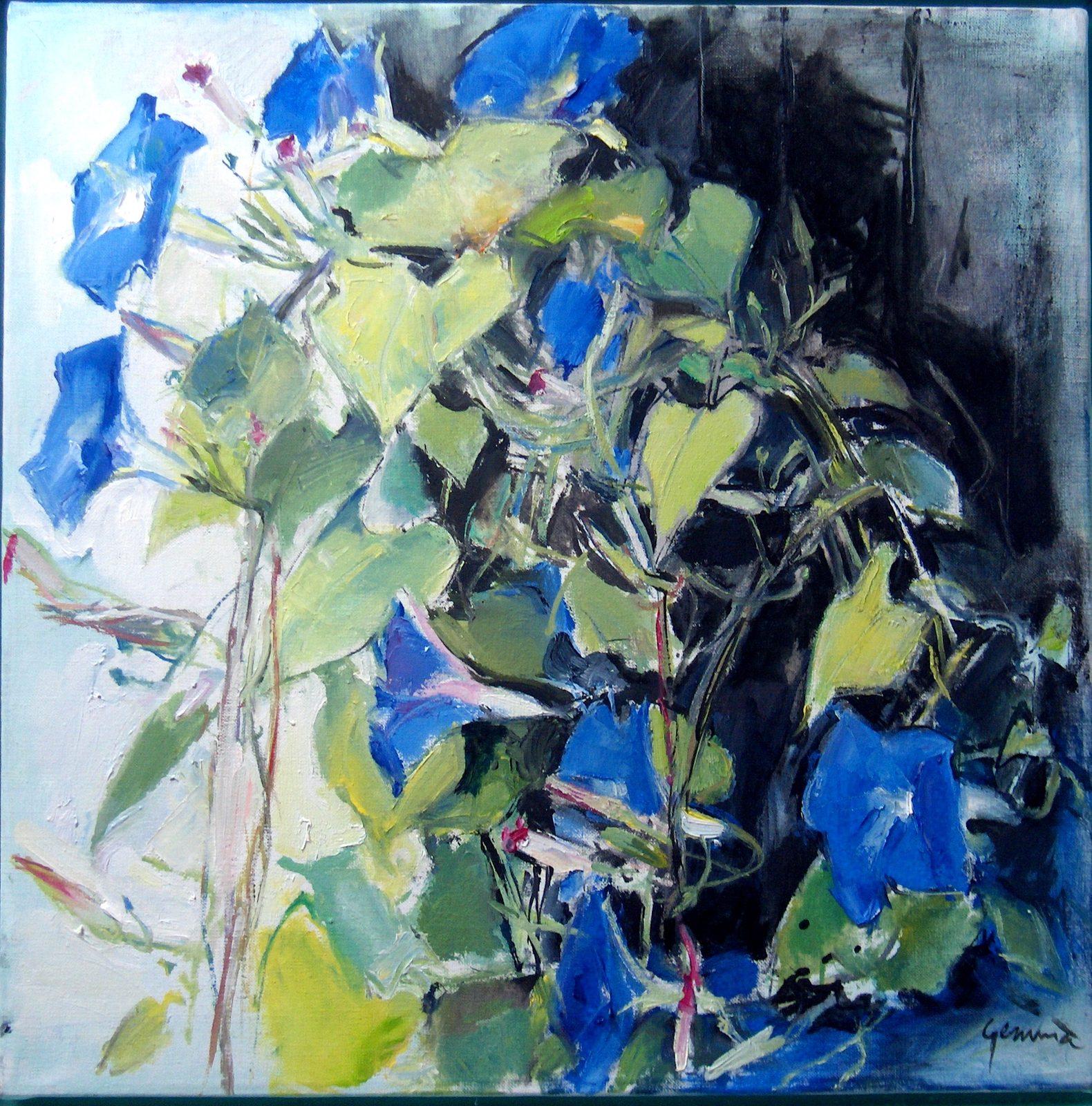 Ipomoea — Stillevens en bloemen